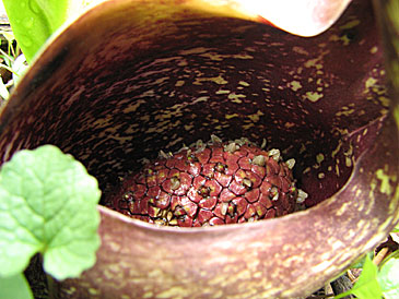the main flower